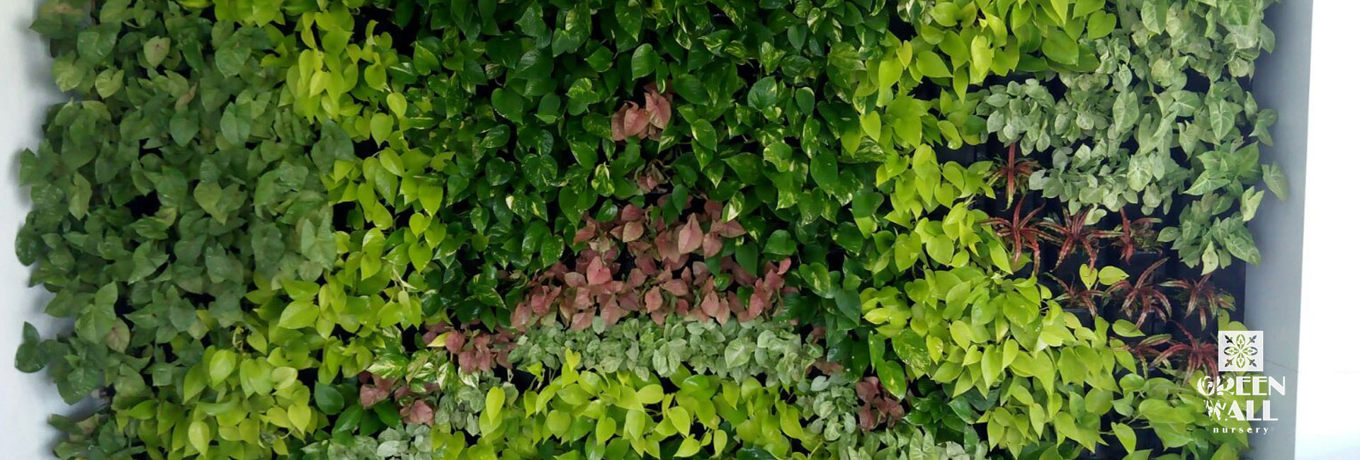 green wall plants indoor,green wall plants nursery,green wall plants outdoor,vertical gardening systems,Vertical nursery near me,Vertical Garden in Nashik,