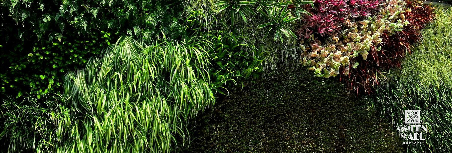 green wall plants indoor,green wall plants nursery,green wall plants outdoor,vertical gardening systems,Vertical nursery near me,Vertical Garden in Nashik,